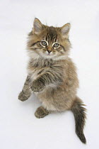Maine Coon kitten, 8 weeks, standing up