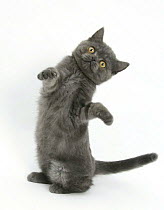 Grey kitten reaching up~*NOT AVAILABLE FOR BOOK USE UNTIL 2017