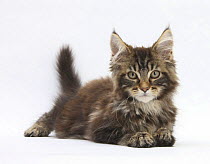 Tabby Maine Coon kitten, Logan, 12 weeks, lying with head up