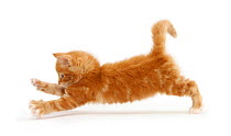 RF- Ginger kitten jumping forwards with front paws. (This image may be licensed either as rights managed or royalty free.)
