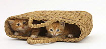 Two Ginger kittens hiding in a raffia bag
