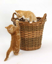 Two Ginger kittens playing in a wicker basket