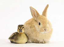 Young Sandy Lop rabbit and Mallard duckling sitting next to each other