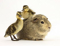 Guinea pig with two Mallard ducklings, one sitting on its back