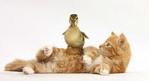 Ginger kitten lying on its back with a Mallard duckling walking over it