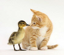Ginger kitten and Mallard duckling, beak to nose