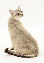 Bengal x Birman cat, Spice, sitting looking over its shoulder