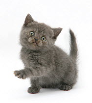 RF- Grey kitten holding out paw. (This image may be licensed either as rights managed or royalty free.)