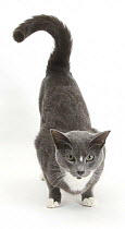 Blue-and-white Burmese-cross cat, Levi, crouching with bottom up