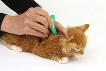 Applying spot-on flea treatment to a ginger kitten