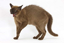 Young Burmese cat in fierce defensive posture, hair standing on end