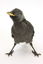 Baby Jackdaw (Corvus monedula) with feet wide apart