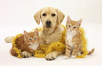 Yellow Labrador puppy with two ginger kittens with tinsel