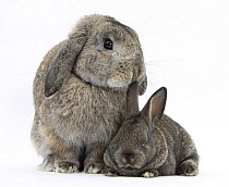 Grey adult Lop and baby Agouti rabbits