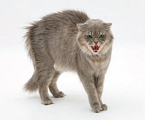 Maine Coon female cat, Serafin, in fierce defensive posture