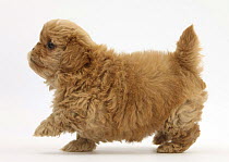 Peekapoo (Pekingese x Poodle) puppy, 7 weeks