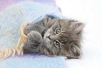 Maine Coon kitten looking out from under a blanket