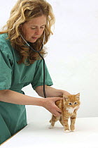 Vet using a stethoscope to listen the chest and heart of a ginger kitten, model released