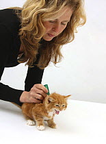 Applying spot-on flea treatment to a ginger kitten, model released
