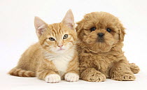 Peekapoo (Pekingese x Poodle) puppy and ginger kitten
