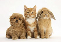 Peekapoo (Pekingese x Poodle) puppy, ginger kitten and sandy Lop rabbit, sitting together