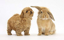 Peekapoo (Pekingese x Poodle) puppy and Sandy Lop rabbit