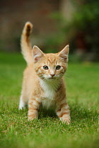 RF- Ginger kitten walking on lawn. (This image may be licensed either as rights managed or royalty free.)
