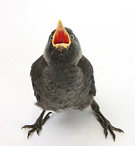 Baby Jackdaw (Corvus monedula) gaping to be fed