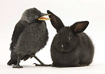 Baby Jackdaw (Corvus monedula) with a baby black rabbit