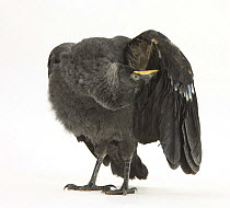 Baby Jackdaw (Corvus monedula) preening