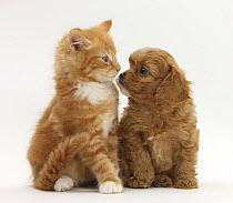 Cavapoo (Cavalier King Charles Spaniel x Poodle) puppy and ginger kitten
