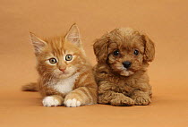 Cavapoo (Cavalier King Charles Spaniel x Poodle) puppy and ginger kitten lying next to each other