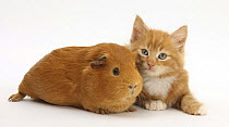 Ginger kitten, 7 weeks, and red Guinea pig lying next to each other