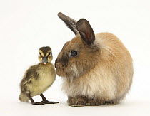 Young Lionhead-Lop rabbit and Mallard duckling