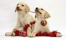 Yellow Labrador Retriever bitch puppies, 10 weeks, playing with Christmas decorations