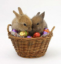 Two baby Lionhead-cross rabbits in a wicker basket with Easter eggs *NB: Not available for use on greeting cards worldwide for 3 years from 31st August 2011*