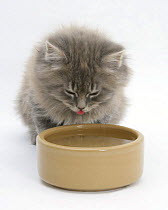 Maine Coon kitten, 8 weeks, drinking from a bowl