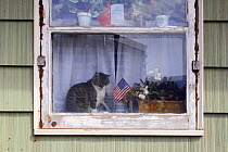 Domestic cat (Felis catus) sitting on window-sill, next to plants with an American flag, Saint Paul Island, Pribilof Islands, Alaska, USA
