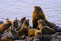 Northern fur seal (Callorhinus ursinus) male with females, Reef Rookery, Saint Paul Island, Pribilof Islands, Alaska, USA