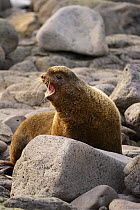 Northern fur seal (Callorhinus ursinus) male calling, Reef Rookery, Saint Paul Island, Pribilof Islands, Alaska, USA