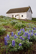 Nootka lupines (Lupinus nootkatensis) in flower near a wooden house, Saint George Island, Pribilof Islands, Alaska, USA