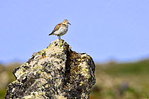 Rock sandpiper (Calidris ptilocnemis) on rock, Saint Paul Island, Pribilof Islands, Alaska, USA