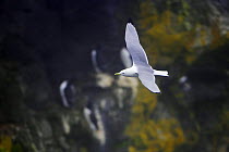 Kittiwake (Rissa tridactyla) in flight, Saint Paul Island, Pribilof Islands, Alaska, USA