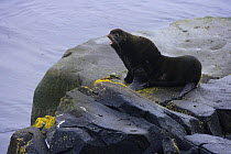 Northern fur seal (Callorhinus ursinus) on rock calling, Saint George Island, Pribilof Islands, Alaska, USA