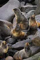 Northern fur seal (Callorhinus ursinus) females with pups, Saint George Island, Pribilof Islands, Alaska, USA