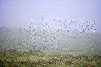Least auklet (Aethia pusilla) flock in flight, Saint George Island, Pribilof Islands, Alaska, USA
