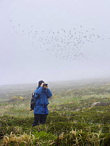 Birdwatcher, Eulalia Vicens, watching Least auklet (Aethia pusilla) flock in flight, in fog, Saint George Island, Pribilof Islands, Alaska, USA