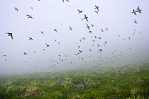 Least auklet (Aethia pusilla) flock flying in fog, Saint George Island, Pribilof Islands, Alaska, USA