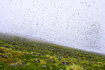 Least auklet (Aethia pusilla) flock flying in light mist, Saint George Island, Pribilof Islands, Alaska, USA