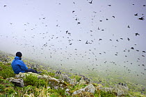 Birdwatcher, Eulalia Vicens, watching Least auklets (Aethia pusilla) some on rocks, others flying, in the mist, Saint George Island, Pribilof Islands, Alaska, USA